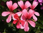 Pelargonium Graveolens